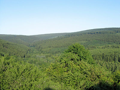 Blick auf den Rösterkopf im Osburger Hochwald